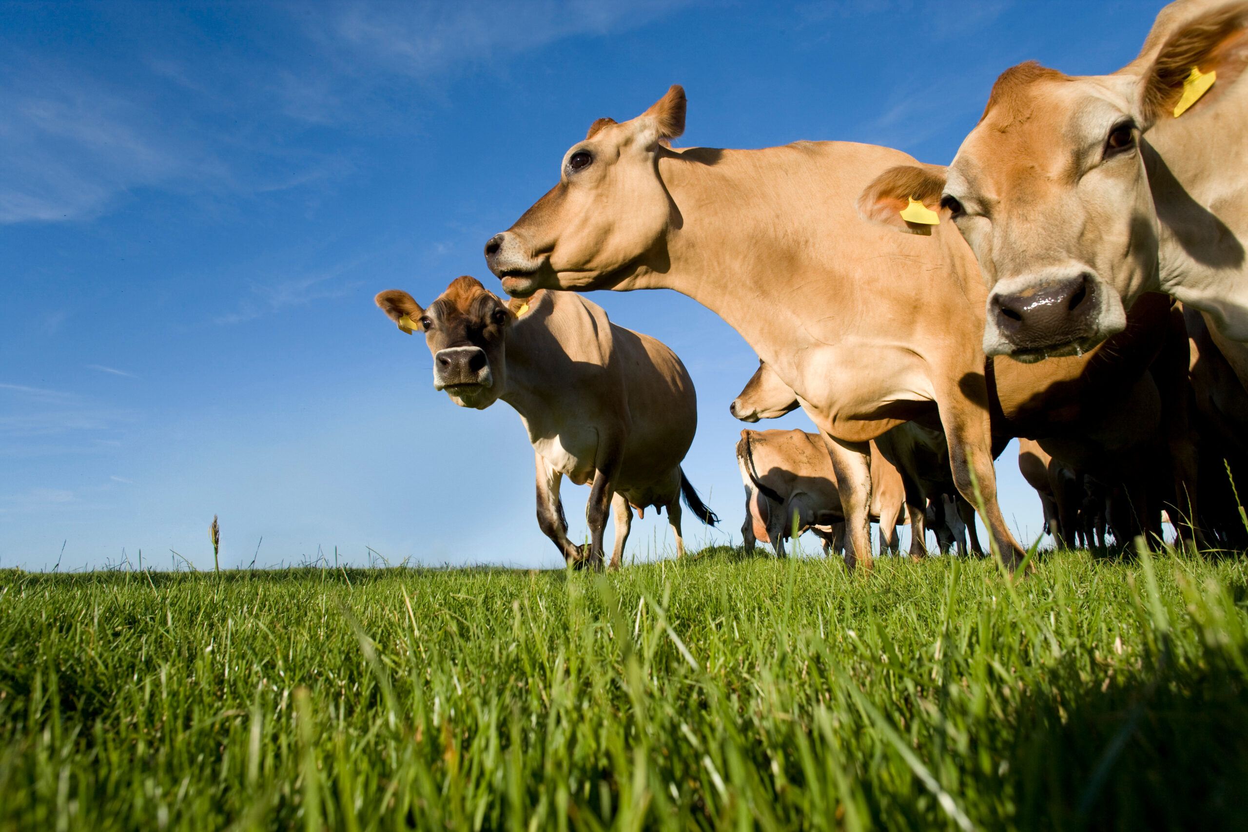 Ramaderia i agricultura amb coherència. Grup de vaques.