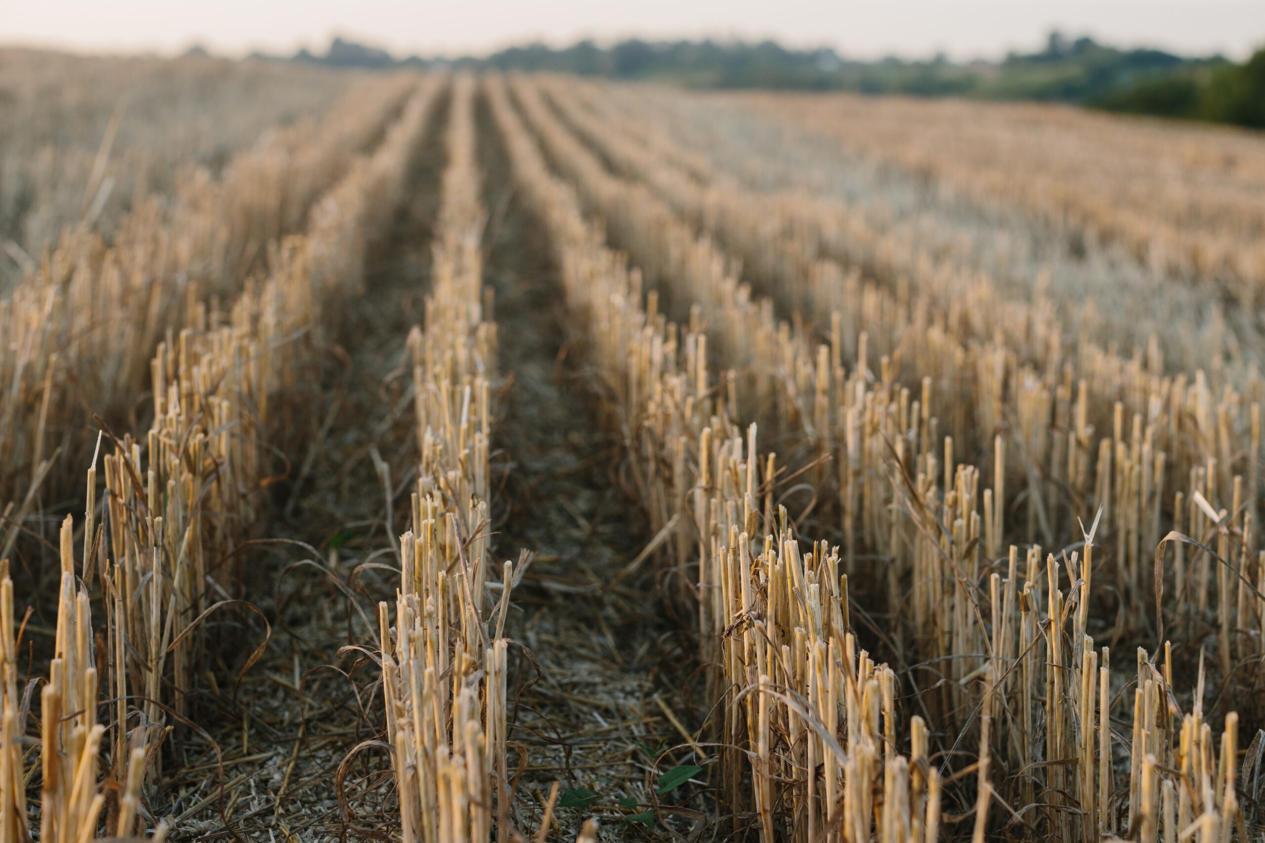 cereals propis – bovins montgai